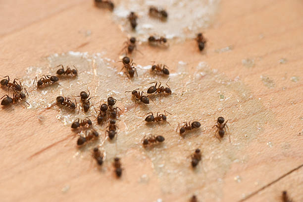 Best Commercial Pest Control Services  in Huntsville, AR