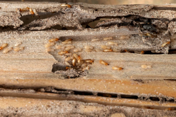 Best Bed Bug Extermination  in Huntsville, AR