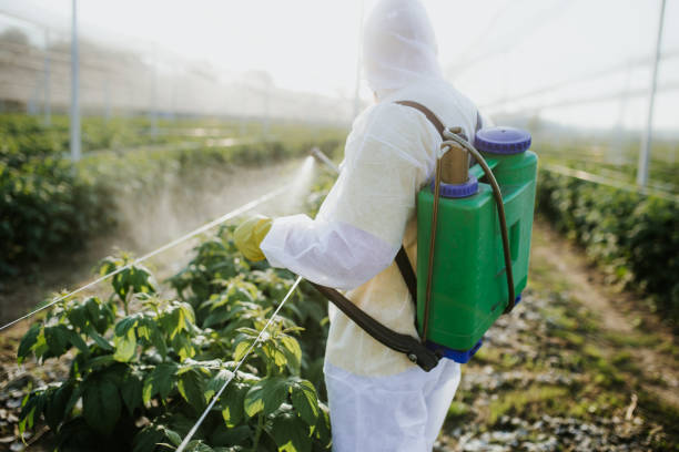 Best Flea Control Services  in Huntsville, AR
